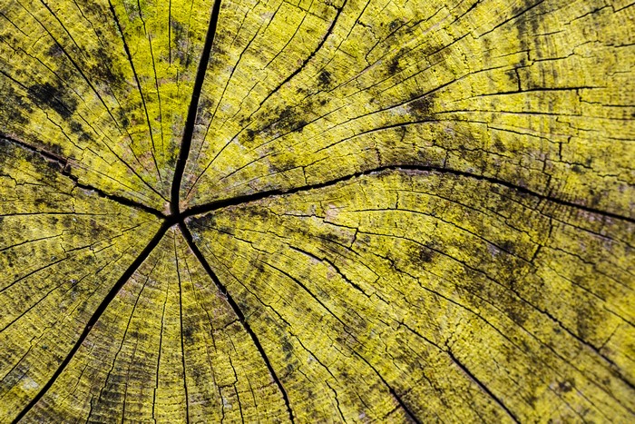 Close-up of a weathered wooden tree stump texture
