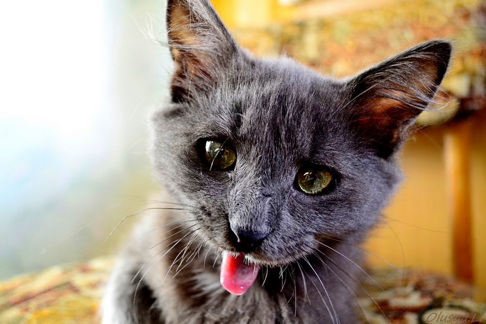 Grey cat with tongue sticking out