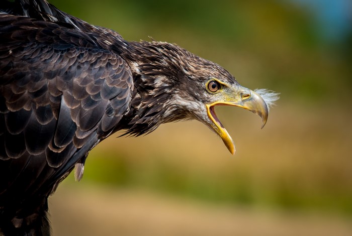 Close-up of a young eagle with its beak open