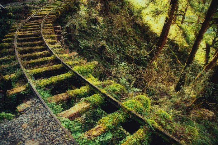 Moss-covered railroad tracks in a forest