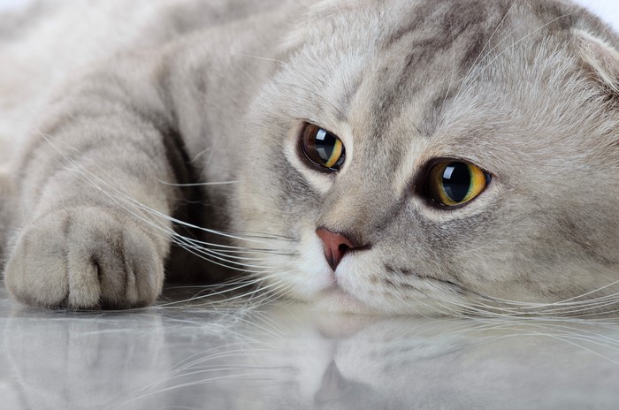 Scottish Fold Cat Lying Down