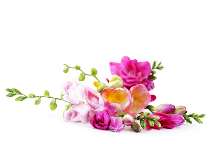 Bouquets of Freesia flowers with buds on white background