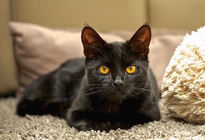 Black cat with yellow eyes lying on a rug