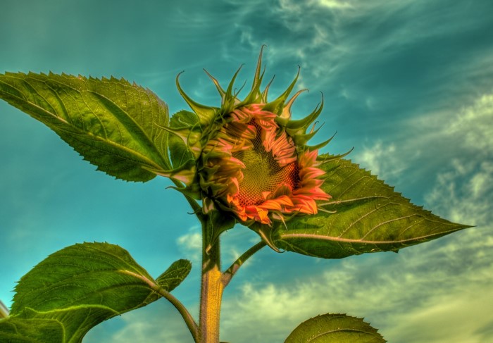 Sunflower bud against a cloudy sky