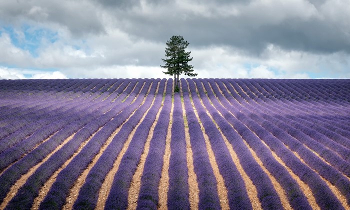 Lavender Field with a Lone Tree
