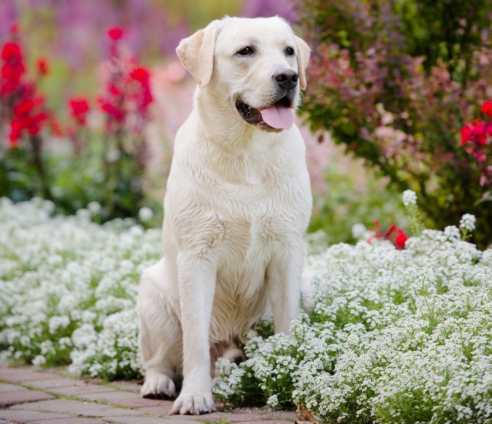 White Labrador Retriever Dog in Flowers