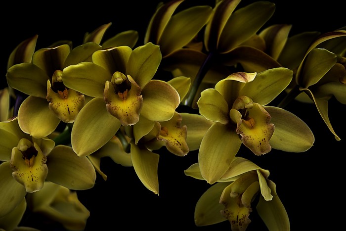 Yellow orchids on a black background