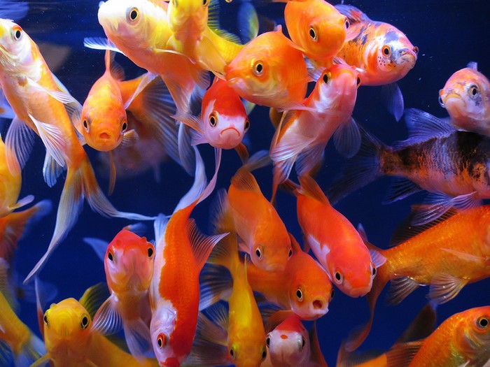 Many Goldfish Swimming in Blue Water