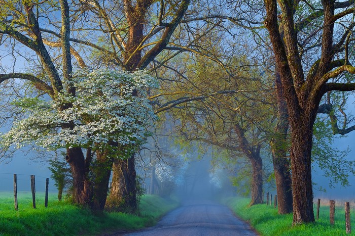 Road lined with trees and fog