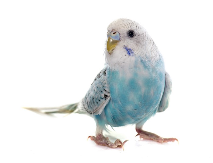 A blue and white budgie bird on a white background
