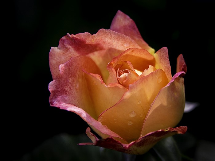 Close-up of a bi-colored rose with water drops