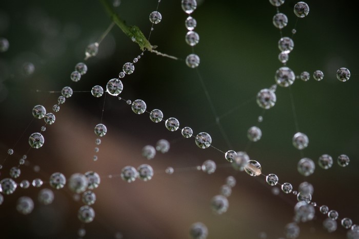 Spider web with water drops