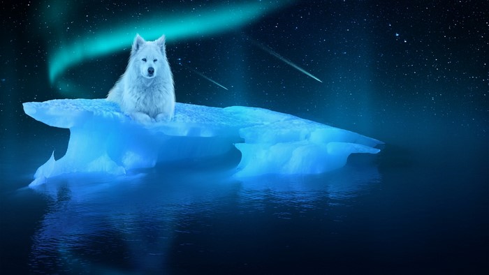 White wolf on an iceberg under the aurora borealis