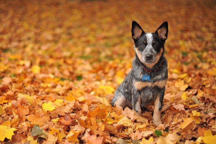 Australian Cattle Dog sitting in autumn leaves