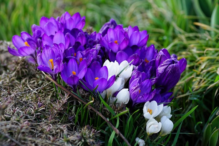 Purple and white crocuses blooming in grass