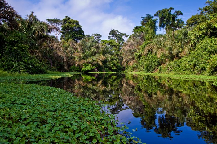 Jungle lake with reflections