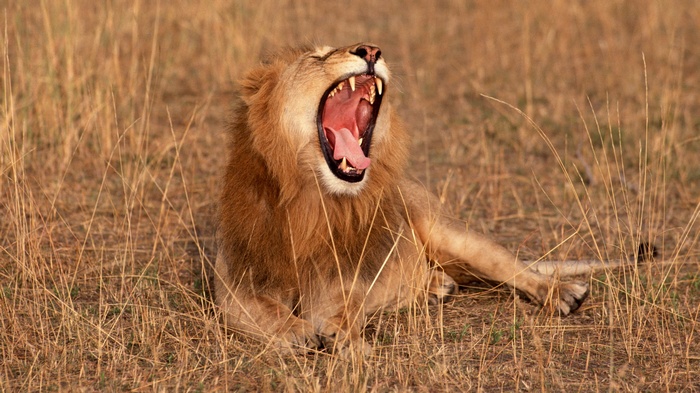 Lion yawning in dry grass