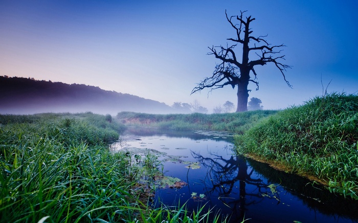 Misty morning by a dead tree and river