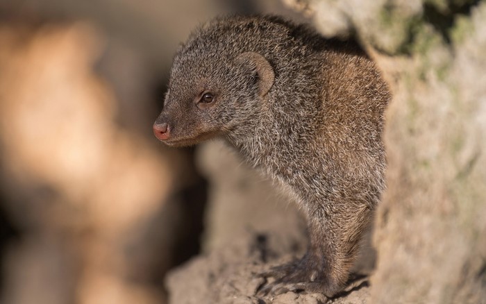 Banded Mongoose peeking out of a hole