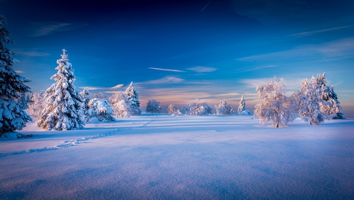 Snowy landscape with trees under a blue sky