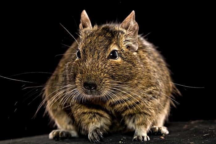 Degu rodent with long whiskers