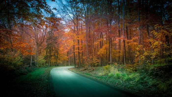 Autumn forest road with colorful trees