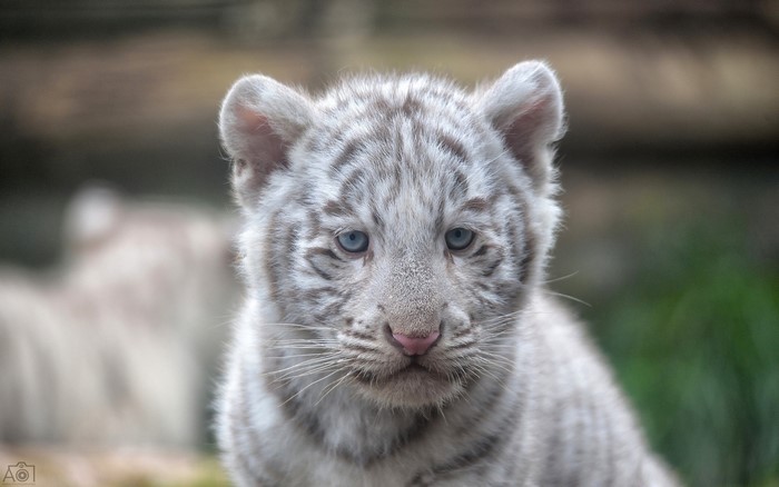 Close-up of a white tiger cub with blue eyes