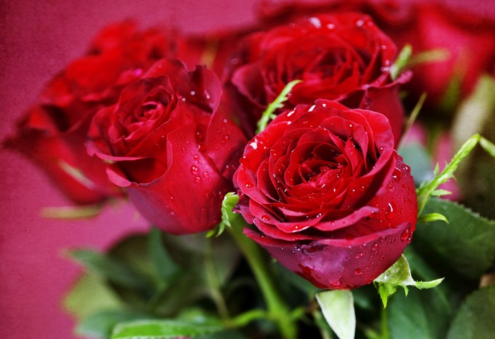 Red Roses with Water Droplets