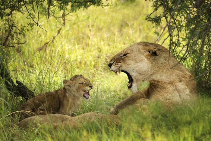 4K Lions Cubs and Lioness in Grass