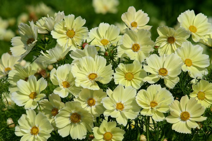 Many yellow cosmos flowers in a garden