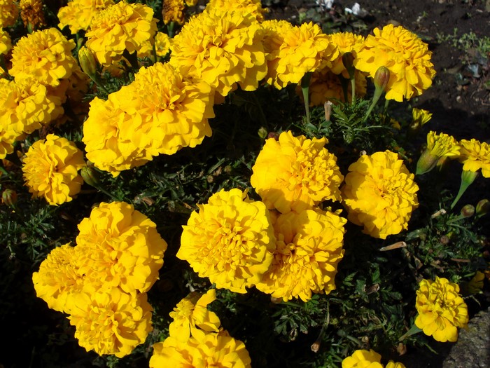 Yellow Marigolds in a Garden