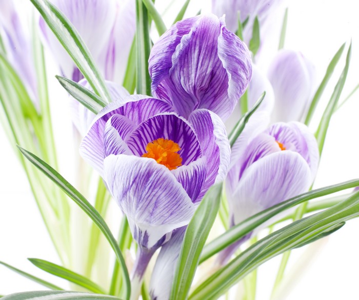 4K Crocuses Closeup