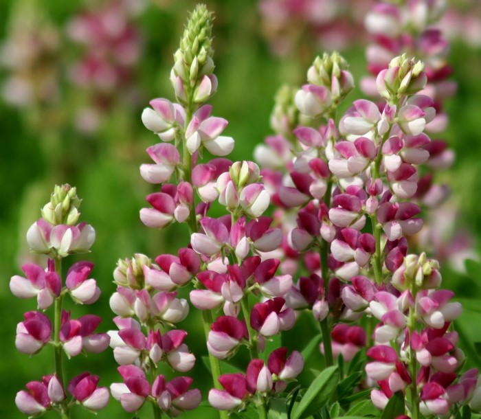 Pink and white lupine flowers in bloom