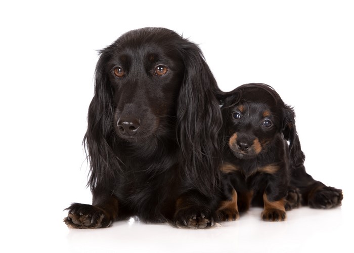Two black dachshunds, adult and puppy, on white background