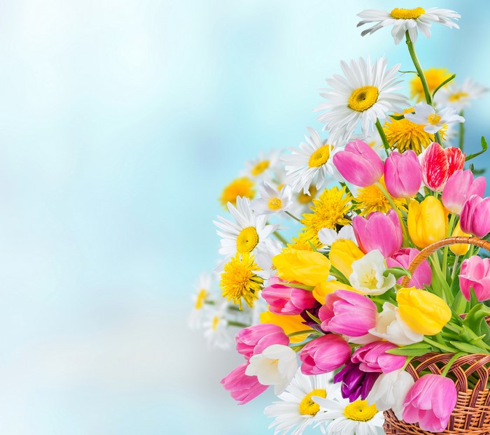 Bouquets of Tulips and Camomiles in a Basket