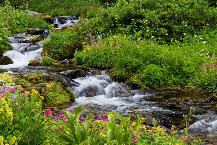 Stream flowing through Mount Rainier National Park with wildflowers