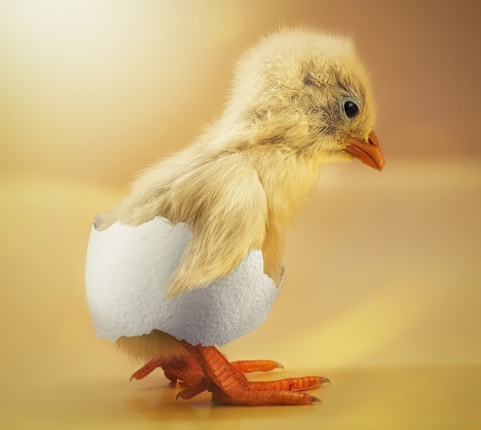 A newborn chick emerges from its egg