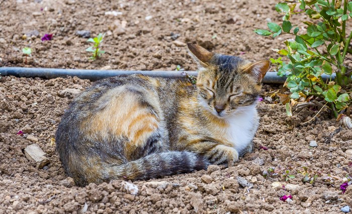 4K Cat Sleeping on Ground