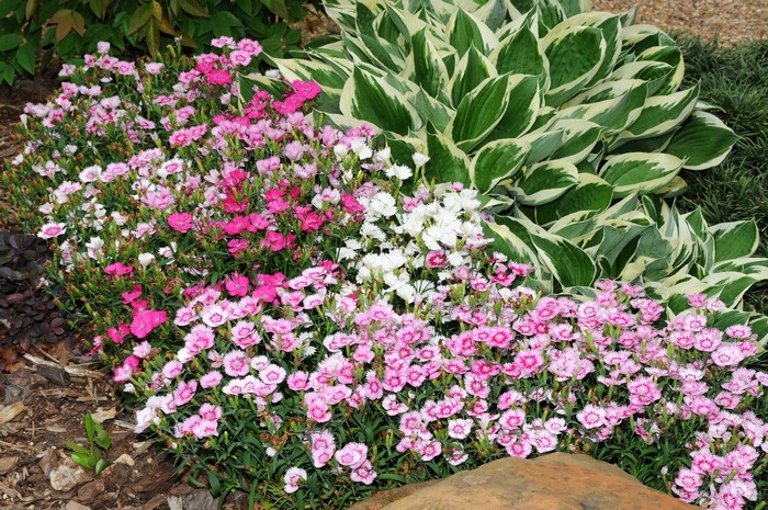 Dianthus flowers and Hosta plants in a garden