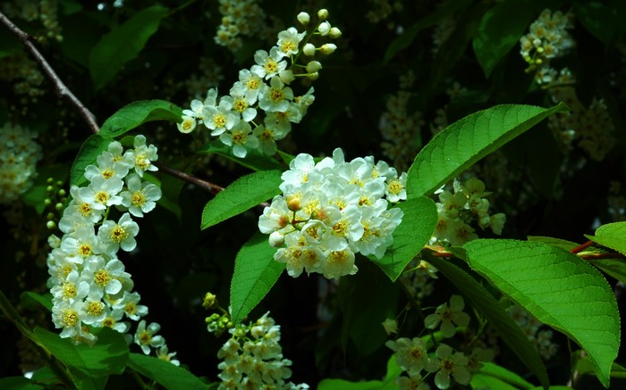Bird cherry tree with white flowers and green leaves