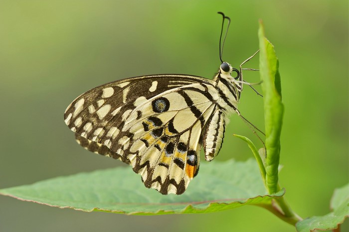 Close-up of a Lime Butterfly on a green leaf
