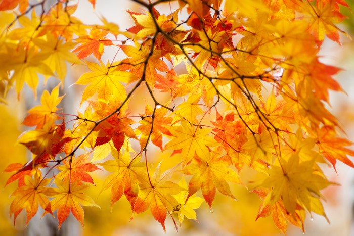Autumn Maple Leaves on Branches