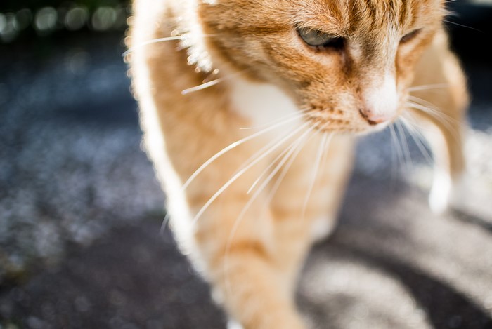 Ginger Cat with White Whiskers