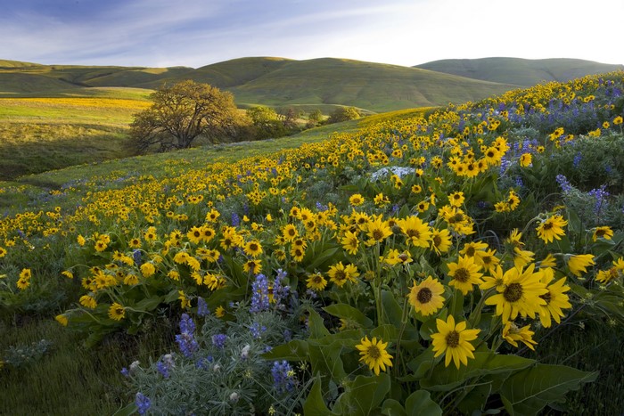 Field of Sunflowers and Lupine in Rolling Hills