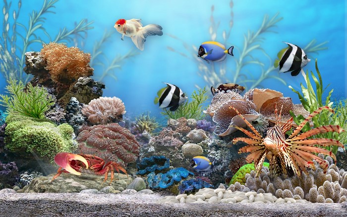 Underwater world with fish and corals