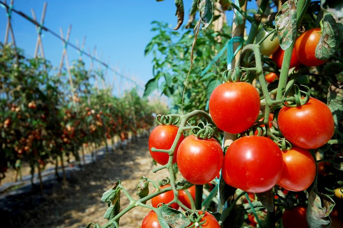 Tomatoes growing on vines in a field