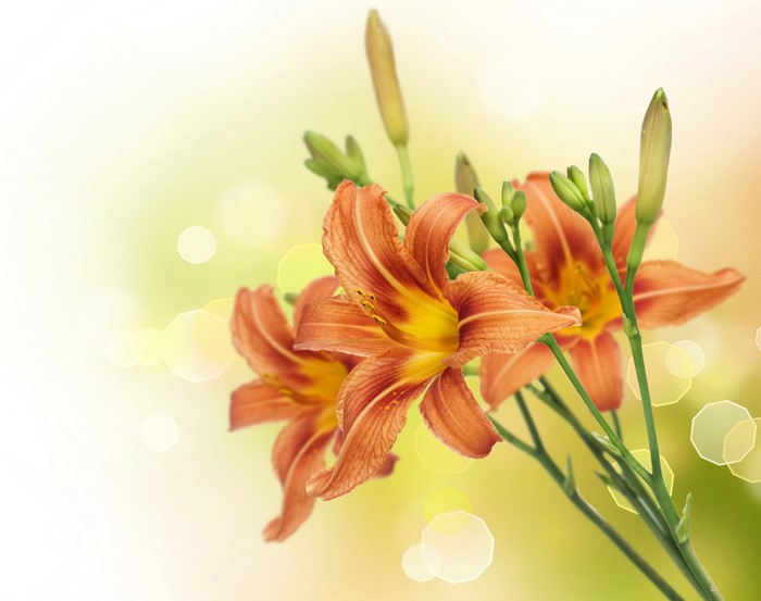 Orange lilies with buds and bokeh background