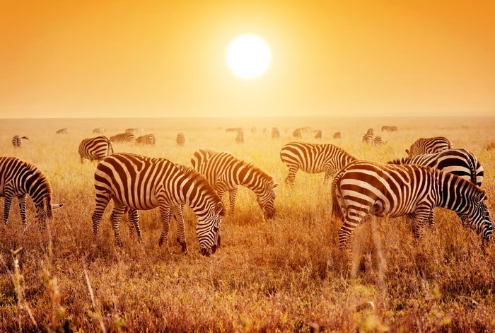 Zebras grazing in a field at sunset