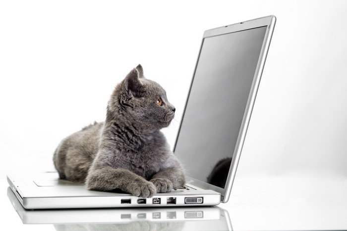 Grey kitten on a laptop
