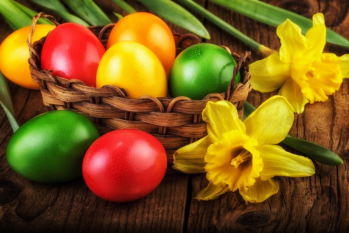 Easter eggs in a wicker basket with daffodils